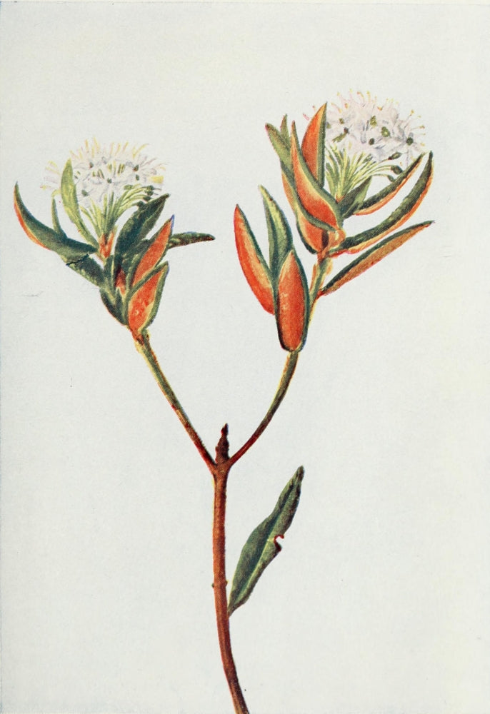 Wild Flowers 1909 Labrador Tea Poster Print by M. & Shaw Saterlee