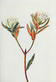 Wild Flowers 1909 Labrador Tea Poster Print by M. & Shaw Saterlee