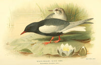 Birds of the British Islands White-winged Black Tern Poster Print by Archibald Thorburn