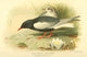 Birds of the British Islands White-winged Black Tern Poster Print by Archibald Thorburn