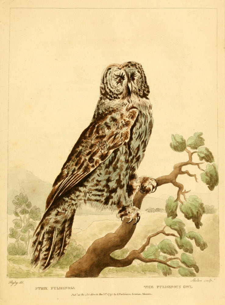 Musei Leveriani Explicatio 1792 Fuliginous Owl Poster Print by C.R. Ryley