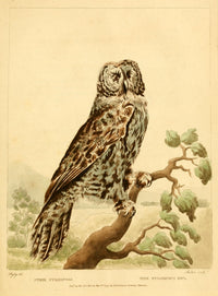 Musei Leveriani Explicatio 1792 Fuliginous Owl Poster Print by C.R. Ryley
