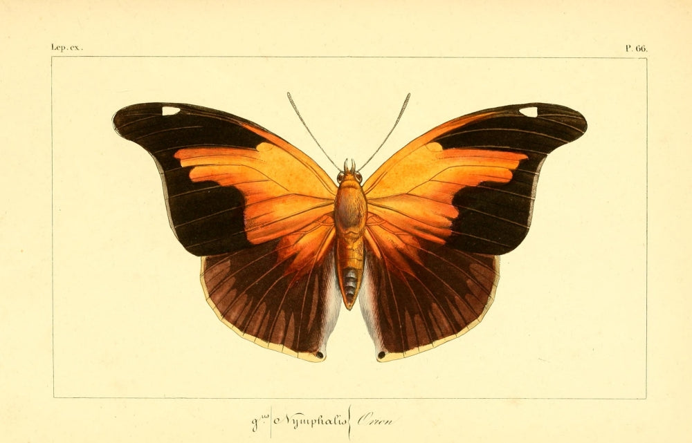 Histoire Naturelle des Lépidoptères Exotiques poster print depicting exotic butterflies.