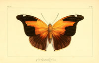 Histoire Naturelle des Lépidoptères Exotiques poster print depicting exotic butterflies.