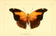 Histoire Naturelle des Lépidoptères Exotiques poster print depicting exotic butterflies.