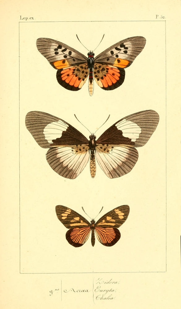 Histoire Naturelle des Lépidoptères Exotiques 1845 Poster Print featuring detailed illustrations of exotic butterflies.