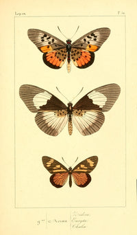Histoire Naturelle des Lépidoptères Exotiques 1845 Poster Print featuring detailed illustrations of exotic butterflies.
