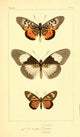 Histoire Naturelle des Lépidoptères Exotiques 1845 Poster Print featuring detailed illustrations of exotic butterflies.