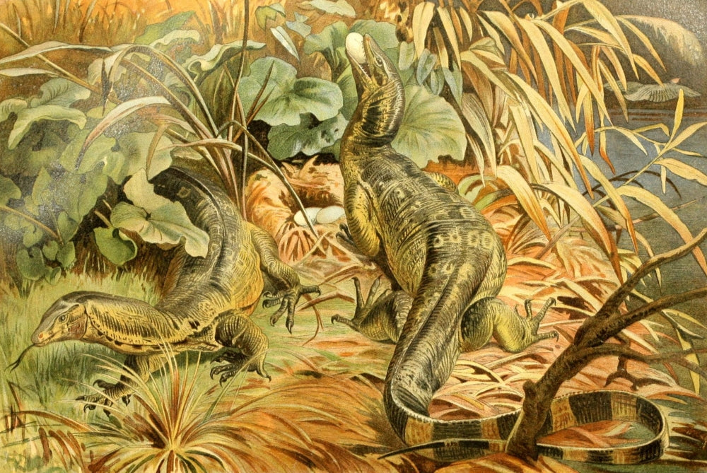 Brehms Tierleben Water Monitor Poster Print showcasing a vibrant water monitor in its natural habitat.