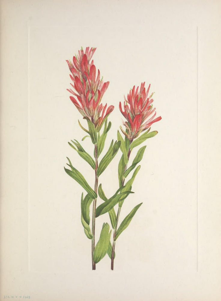 N. American Wild Flowers 1925 Alberta Paintbrush Poster Print by Mary V. Walcott