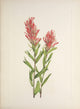 N. American Wild Flowers 1925 Alberta Paintbrush Poster Print by Mary V. Walcott
