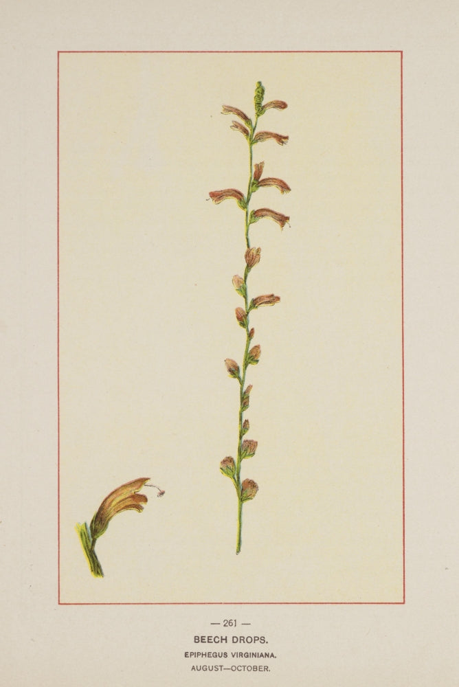 Wild Flowers of America 1894 Beech Drops Poster Print showcasing delicate floral details.