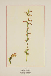 Wild Flowers of America 1894 Beech Drops Poster Print showcasing delicate floral details.