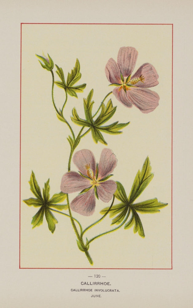 Wild Flowers of America 1894 Callirrhoe Poster Print showcasing vibrant colors and intricate details.