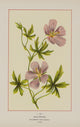 Wild Flowers of America 1894 Callirrhoe Poster Print showcasing vibrant colors and intricate details.