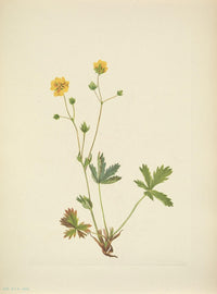 N. American Wild Flowers 1925 Grayleaf Fivefinger Poster Print by Mary V. Walcott.