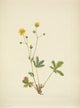 N. American Wild Flowers 1925 Grayleaf Fivefinger Poster Print by Mary V. Walcott.