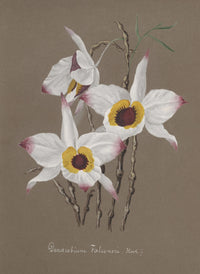 Collection d'Orchide c.1900 Dendrobium Falconeri Poster Print