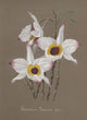 Collection d'Orchide c.1900 Dendrobium Falconeri Poster Print