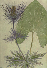 Alpine Flora 1911 Eryngium Alpinum Poster Print by Philippe Robert