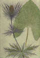Alpine Flora 1911 Eryngium Alpinum Poster Print by Philippe Robert