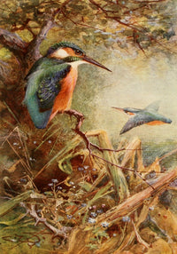 Common Kingfisher Poster Print from Egyptian Birds 1909 by Charles Whymper