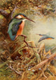 Common Kingfisher Poster Print from Egyptian Birds 1909 by Charles Whymper