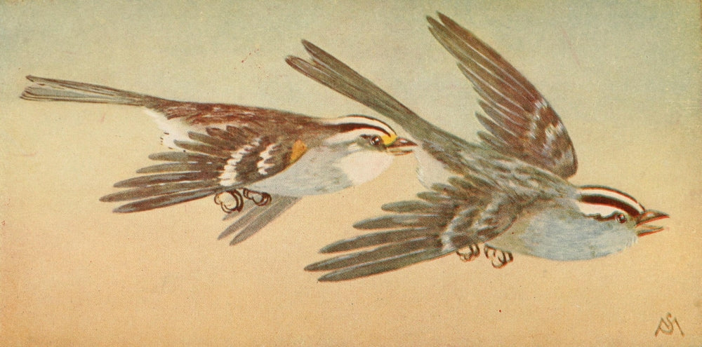 Wild Birds 1921 White Sparrows Poster Print by F. S. Mathews