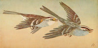 Wild Birds 1921 White Sparrows Poster Print by F. S. Mathews