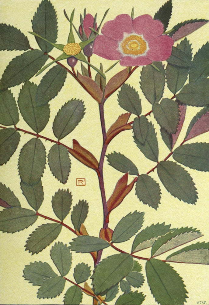 Alpine Flora 1911 Rosa Alpina Poster Print by Philippe Robert
