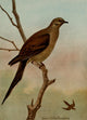 Bird Life 1901 Mourning Dove Poster Print by Ernest T. Seton