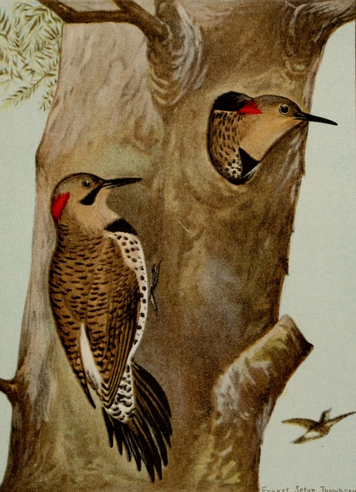 Bird Life 1901 Flicker Poster Print by Ernest T. Seton showcasing vibrant wildlife art.