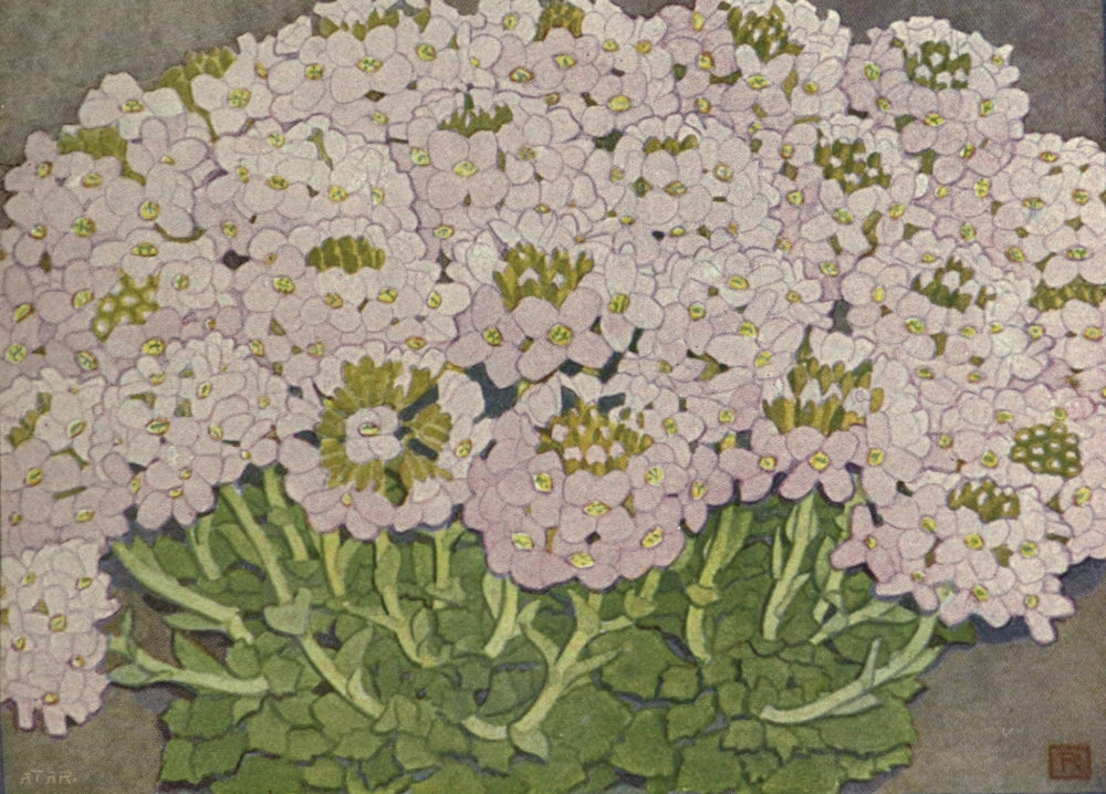 Alpine Flora Thlaspi Rotundifolium Art Print by Philippe Robert, showcasing delicate flowers and lush foliage.
