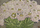Alpine Flora Thlaspi Rotundifolium Art Print by Philippe Robert, showcasing delicate flowers and lush foliage.