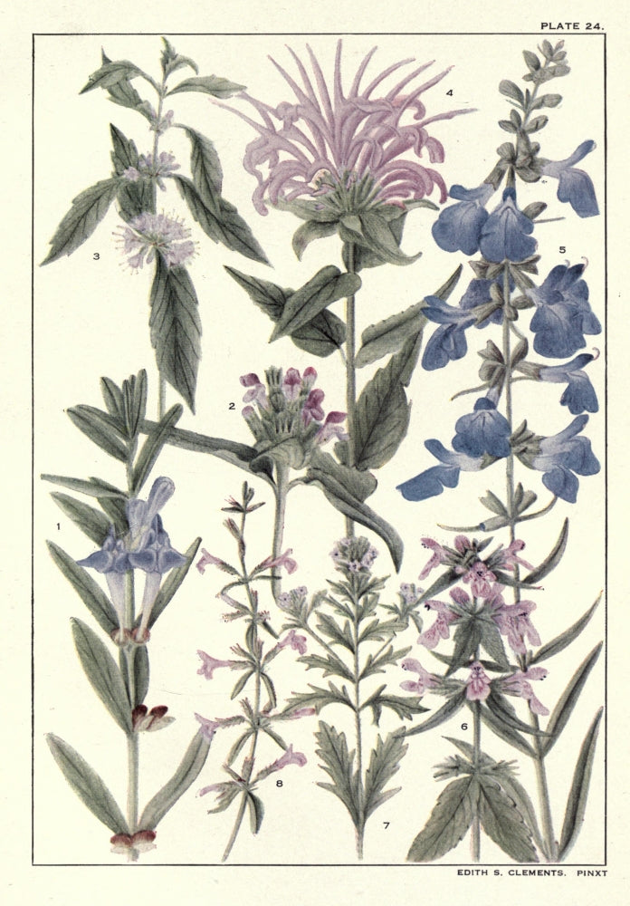 Rocky Mountain Flowers 1914 Plate Poster Print on heavy stock paper.