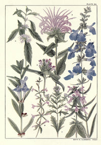 Rocky Mountain Flowers 1914 Plate Poster Print on heavy stock paper.