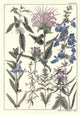 Rocky Mountain Flowers 1914 Plate Poster Print on heavy stock paper.