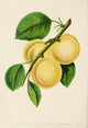 Canadian Horticulturalist 1888-96 Apricots Poster Print showcasing vibrant apricot artwork.