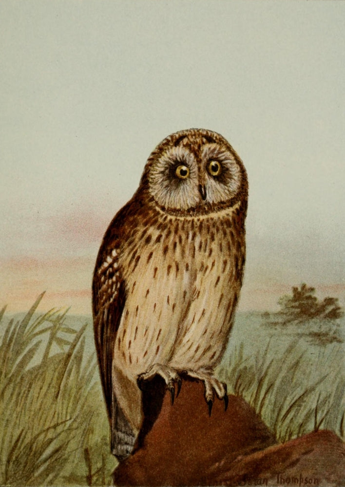 Bird Life 1901 Short-eared Owl Poster Print by Ernest T. Seton