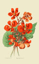 The Florist and Horticultural Journal 1854 Begonia Poster Print showcasing intricate floral details.