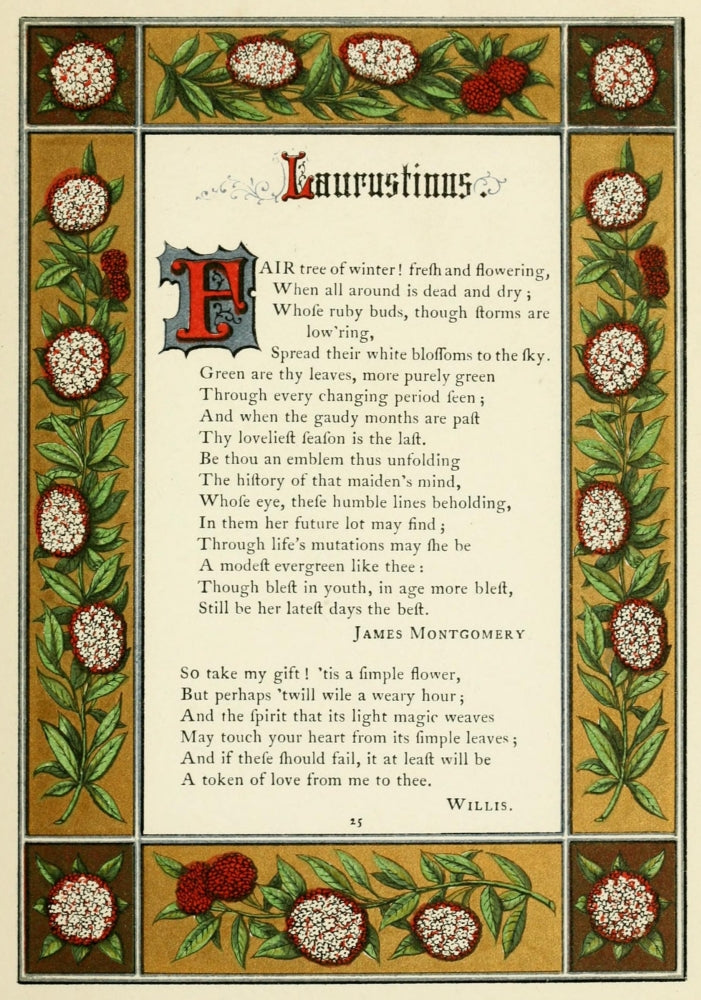 The Floral Gift 1863 Laurustinus Poster Print by Samuel Stanesby