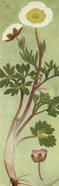Alpine Flora 1911 Ranunculus Glacialis Poster Print by Philippe Robert.