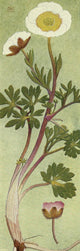 Alpine Flora 1911 Ranunculus Glacialis Poster Print by Philippe Robert.