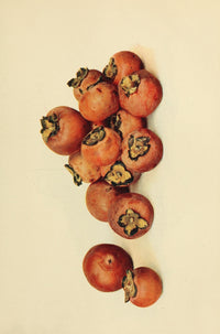 Birds & Nature 1899-1905 Persimmons Poster Print showcasing vibrant colors and serene nature scenes.