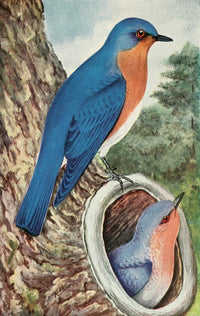 The Bird Book 1915 Bluebird Poster Print showcasing vintage ornithological art.