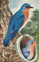 The Bird Book 1915 Bluebird Poster Print showcasing vintage ornithological art.