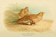 Birds of the British Islands 1885 Grouse and Pallas's Sand Poster Print by Archibald Thorburn.