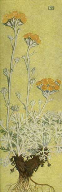 Alpine Flora 1911 Artemisia Glacialis Poster Print by Philippe Robert