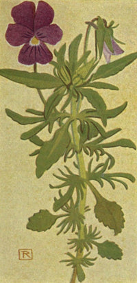 Alpine Flora 1911 Viola Heterophylla Poster Print by Philippe Robert