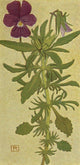 Alpine Flora 1911 Viola Heterophylla Poster Print by Philippe Robert